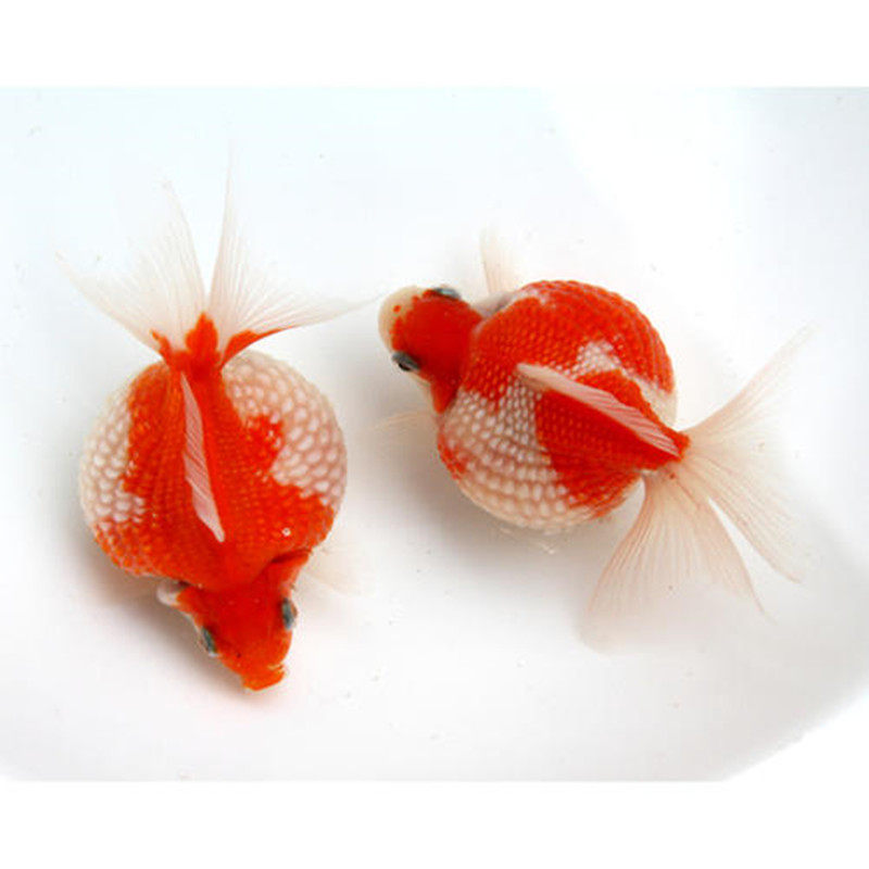 金鱼精品活体珍珠小金鱼观赏鱼水族宠物招财冷水鱼鱼