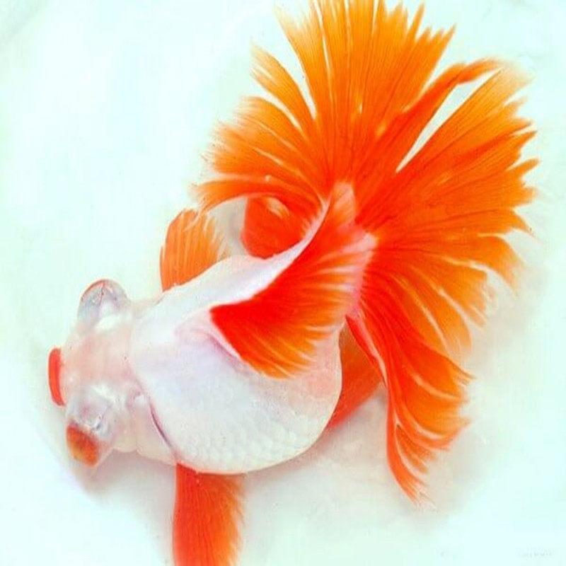 金鱼活体鱼苗观赏鱼精品品红白蝶尾黑小型冷水鱼鱼