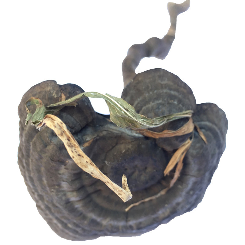 灵芝纯野野生香血整朵假芝皱盖乌肉250g切片整枝灵芝