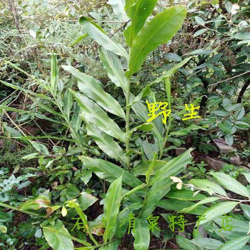 新鲜野生阳荷现摘洋火姜酸洋荷姜白蘘荷野姜野良其它