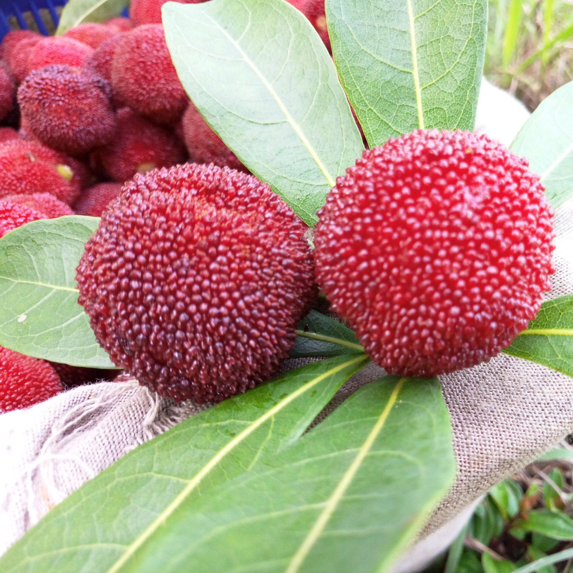 郴州水浸新鲜水果孕妇现摘现发非仙仙居黑炭杨梅