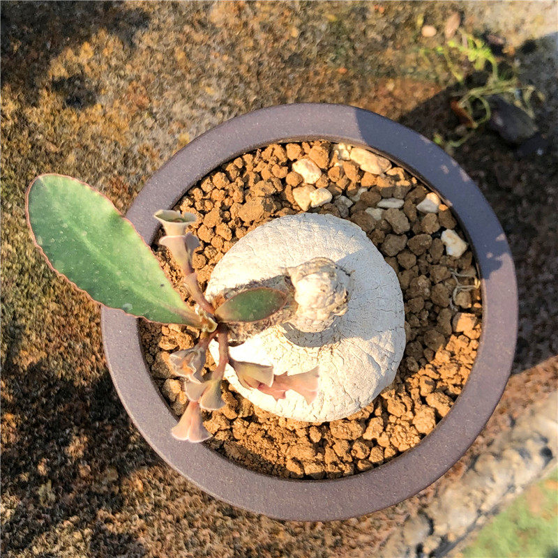 安博翁大戟小叶樱花大戟多肉珍稀块根植物夏型种