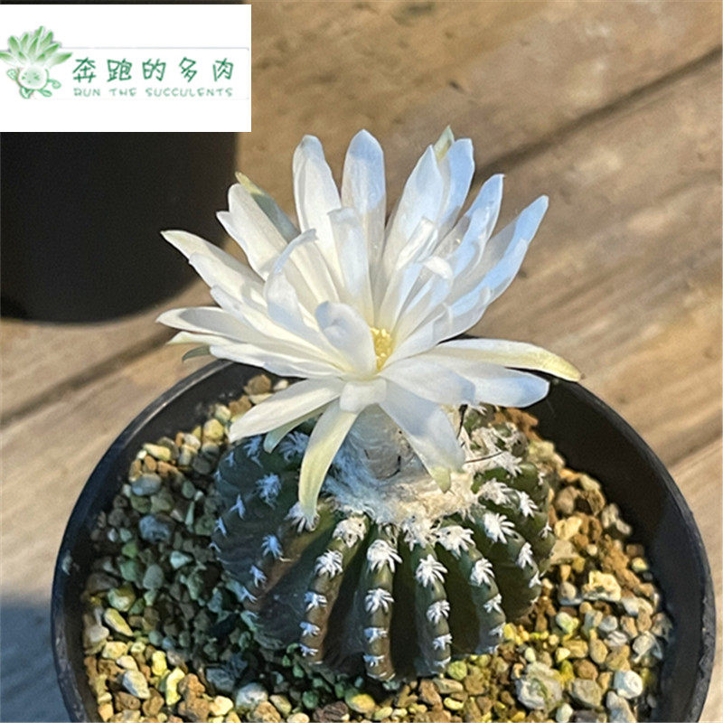 奇特圆盘玉属输入精美实生仙人一物一拍奔跑多肉植物