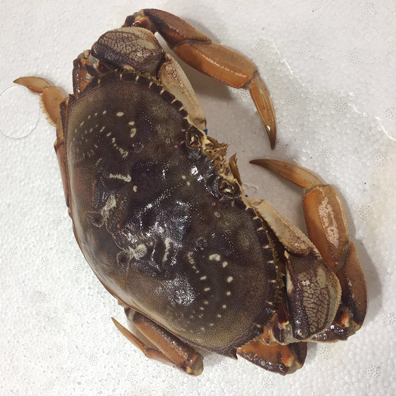 新鲜珍宝鲜活生冻英国面包进口黄金蟹膏海鲜珍宝蟹