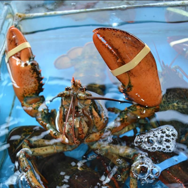 波士顿龙虾鲜活加拿大新鲜波龙澳洲龙虾特价海鲜水产450550g一只