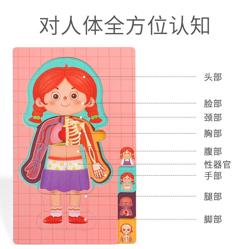 儿童人体认知身体结构器官拼图图片男孩女孩模型拼图