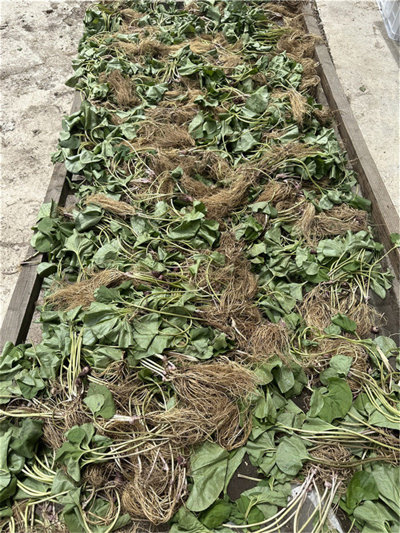 长白山细辛细参250g中药材北细野生干净全草干货其他药食同源食品