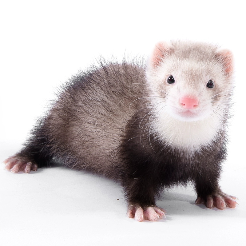 雪貂活体安格鲁宠物活物幼崽小龙安哥鲁笼子宠物貂