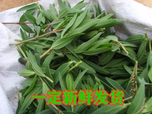 季新鲜蔬菜新鲜山珍菜应菜地麻楂蚂蚱山野菜山苜楂荠菜
