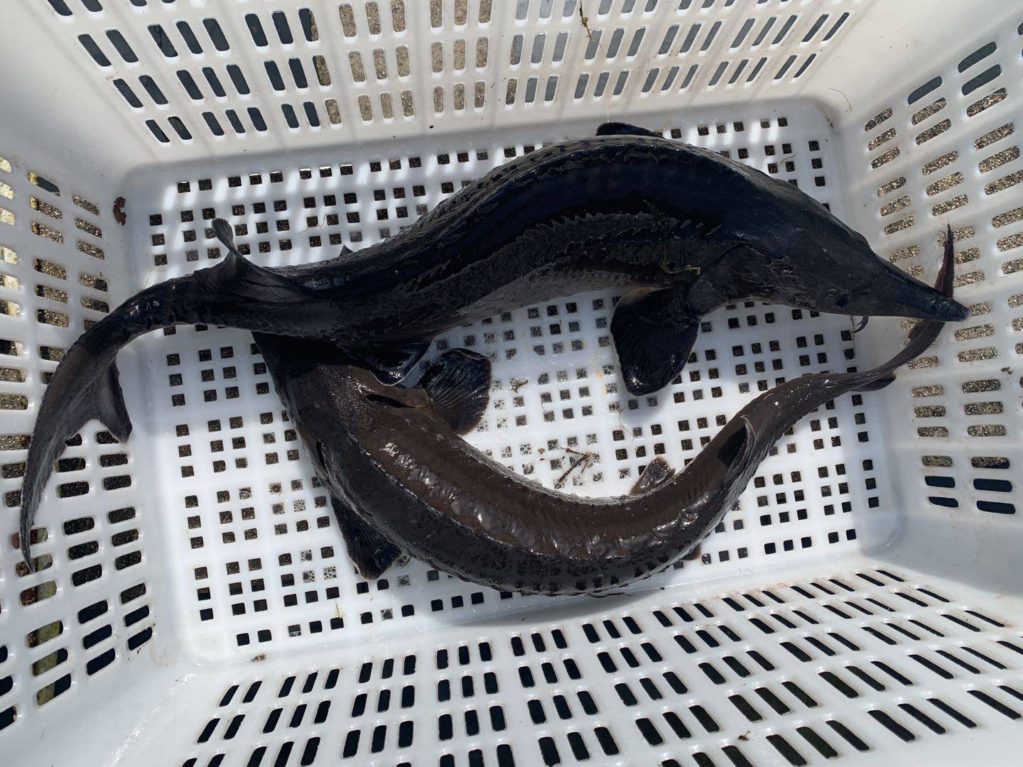 顺丰包邮8斤一条活体鲟鱼无刺新鲜礼品鲜活淡水鱼类