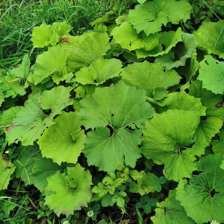 贵州盆栽叶盆栽马蹄老山新鲜掌叶蜂斗叶三七南瓜绿植