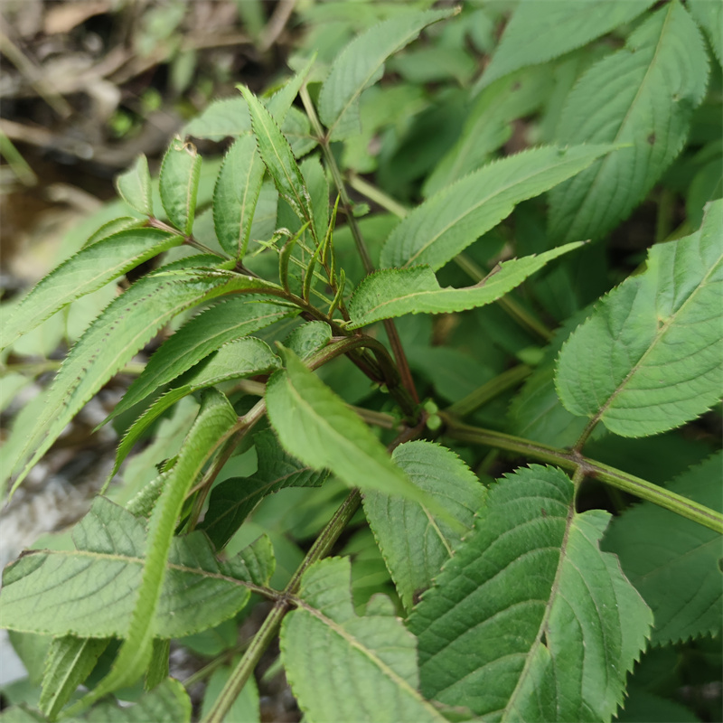 接骨贵州大山新鲜草红母鸡药壮排风八棱麻大其他药食同源食品