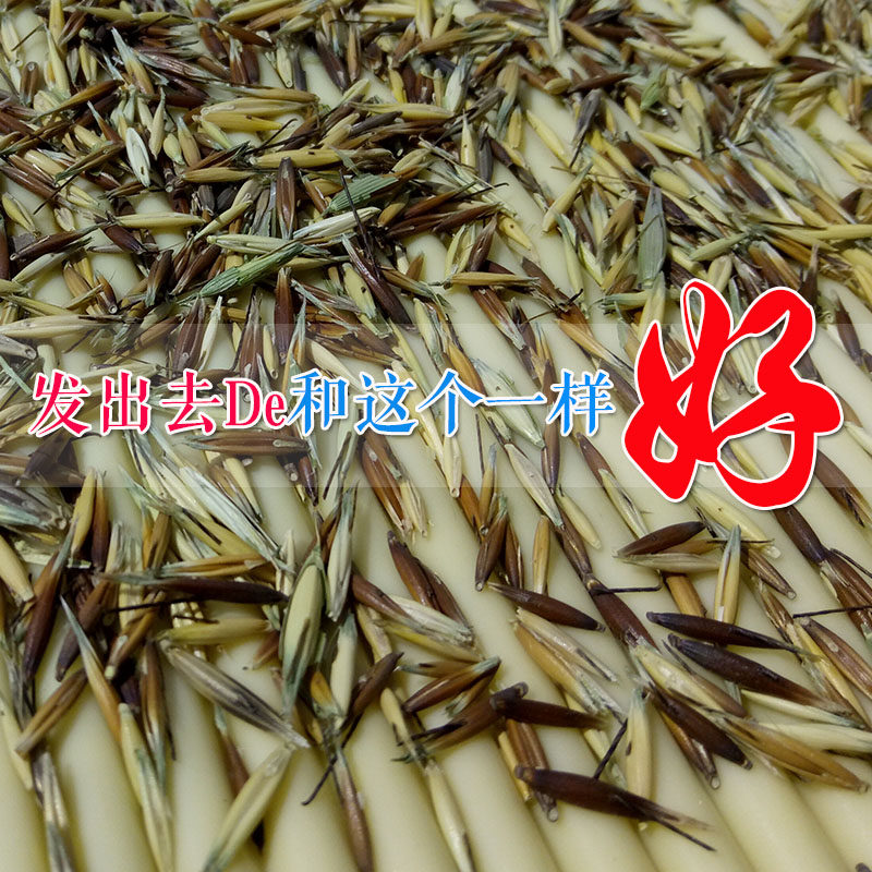 2022年正宗小麦籽野麦子浮小麦野燕麦盗汗多汗其它粮食