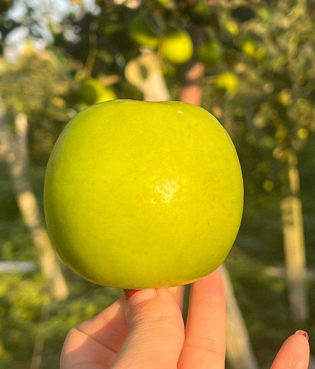 西双版纳苹果细腻化渣甜蜜爆汁酥脆可口当季新鲜枣