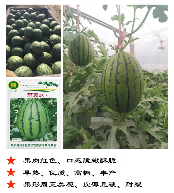 小西瓜里的大惊喜京研京美