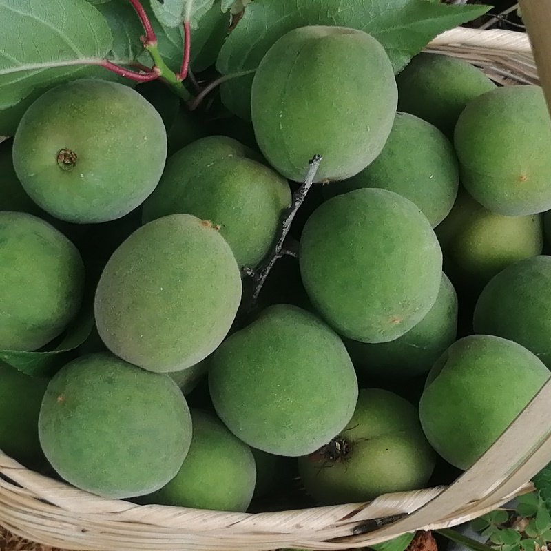 云南大理洱源深山野生青梅孕妇水果泡酒酵素其它