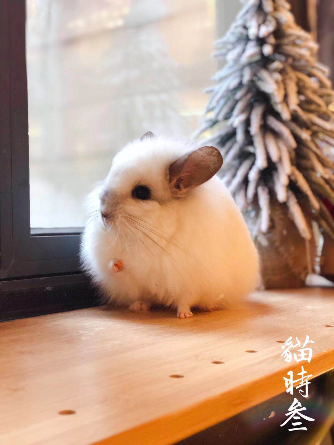 猫时叁活体 欧种赛级长毛龙猫爆毛 紫斑弟弟 (自留种公)1岁龄