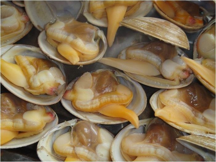 500g北京闪送丹东鲜活海鲜贝类黄蚬大连野生海其它