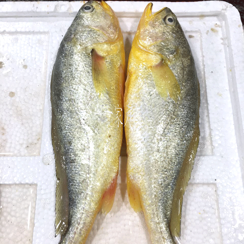 东海正宗石浦海鲜新鲜深海大黄鱼黄花鱼黄鱼一条其它