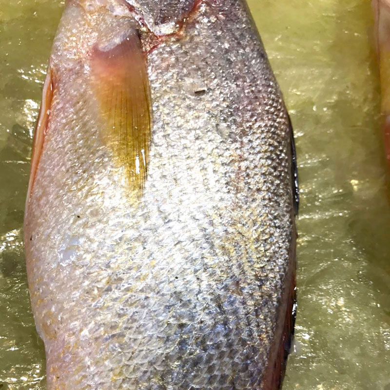 舟山宁波东海新鲜野生黄姑鱼黄三黄婆鸡春水081斤其它