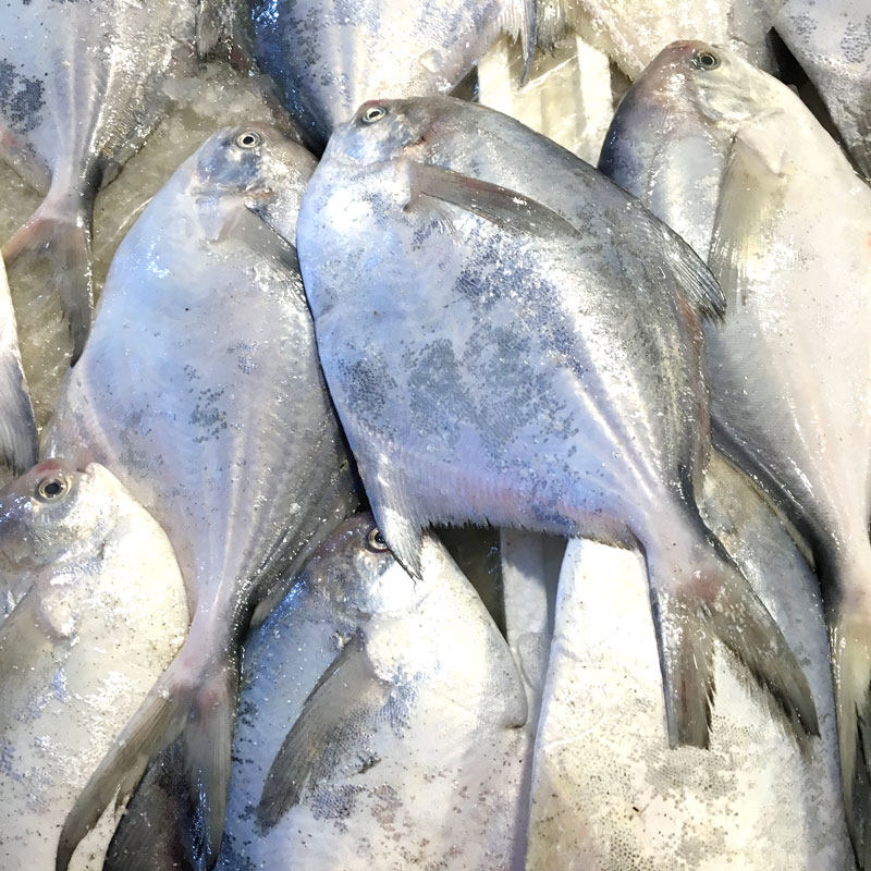 舟山宁波石浦东海野生鲳鱼 扁鱼1斤3条 新鲜鲳鱼 平鱼 银鲳鱼 - 爱购