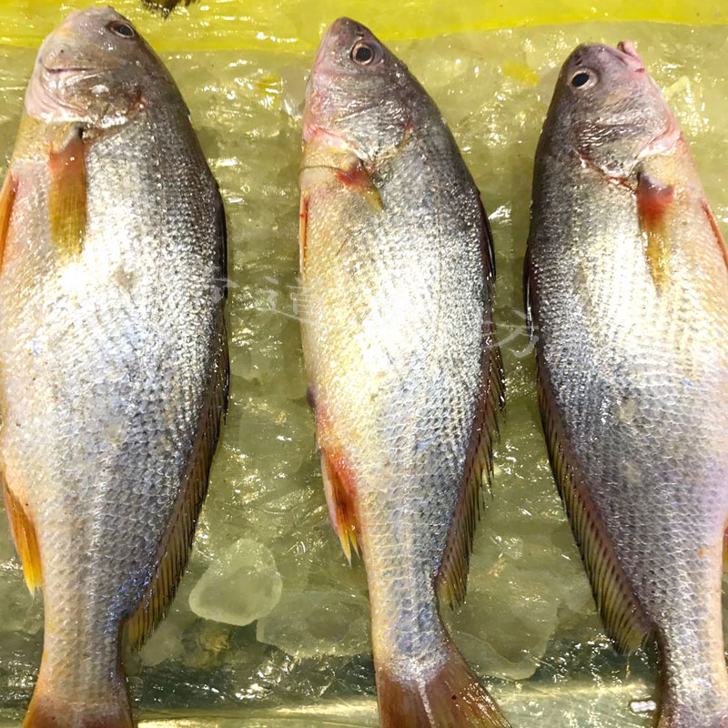 舟山宁波东海新鲜野生黄姑鱼黄三黄婆鸡春水081斤其它