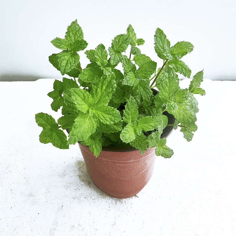 薄荷盆栽新鲜可食用薄荷叶室内水培驱蚊植物迷迭香薄荷苗绿植花卉