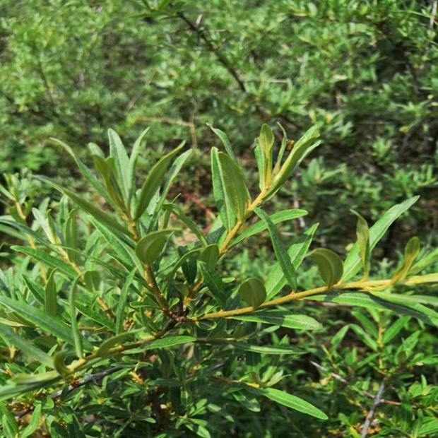 甘肃250g养胃丁香猴头晾晒正品自然原叶沙棘沙棘