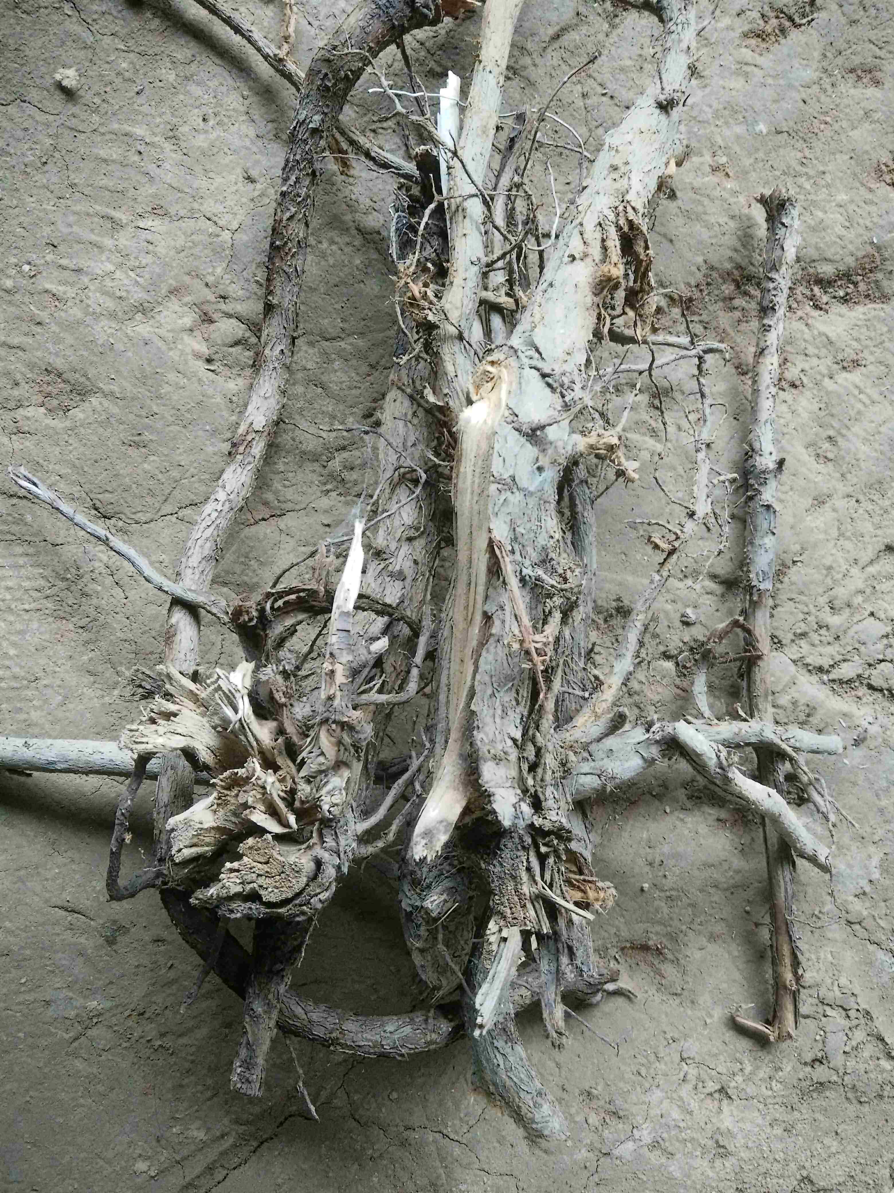 树根一斤付款泡茶甘肃叶树根沙棘酸刺生鲜野生其他药食同源食品