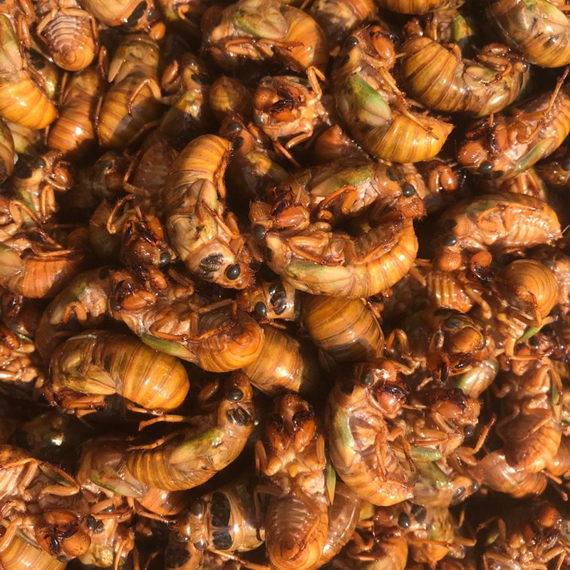 新鲜金蝉知了猴蝉活体山东特产100只速冻爬叉其它生肉制品