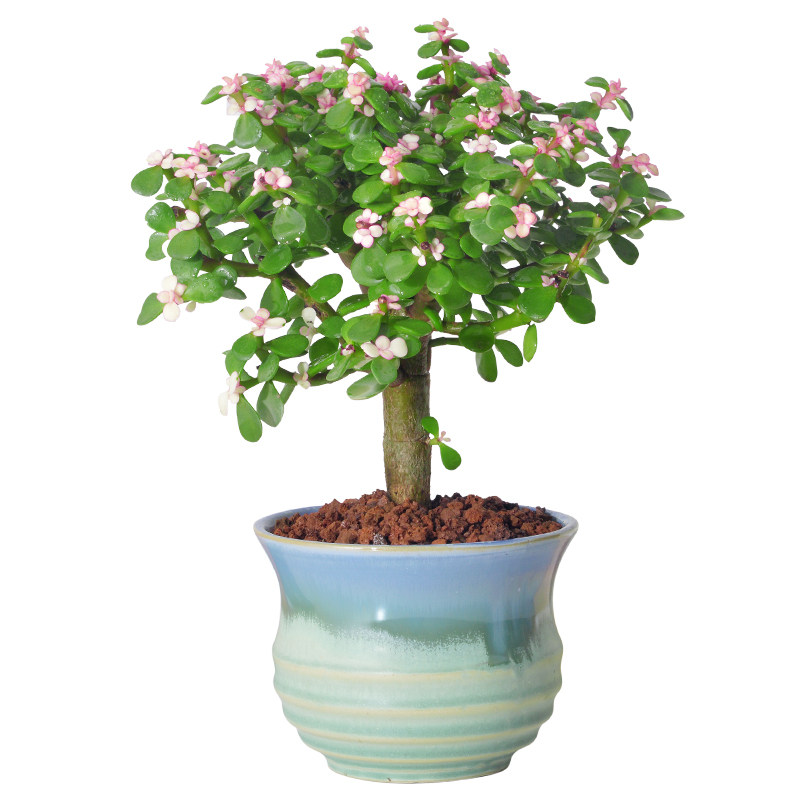 金枝玉叶罕见棒棒糖造型老桩盆栽多肉植物稀有品种多肉植物