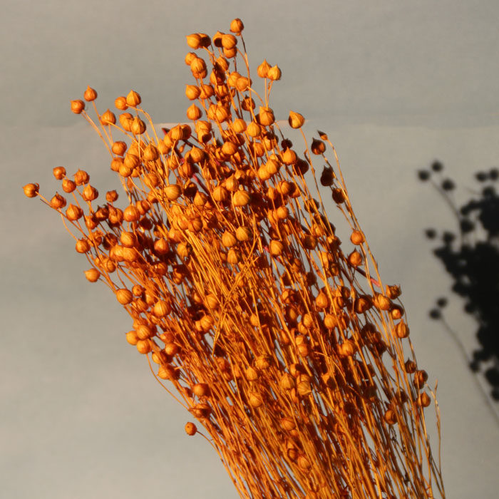 干花相思豆云南花束客厅装饰天然真花永生花混合式干花