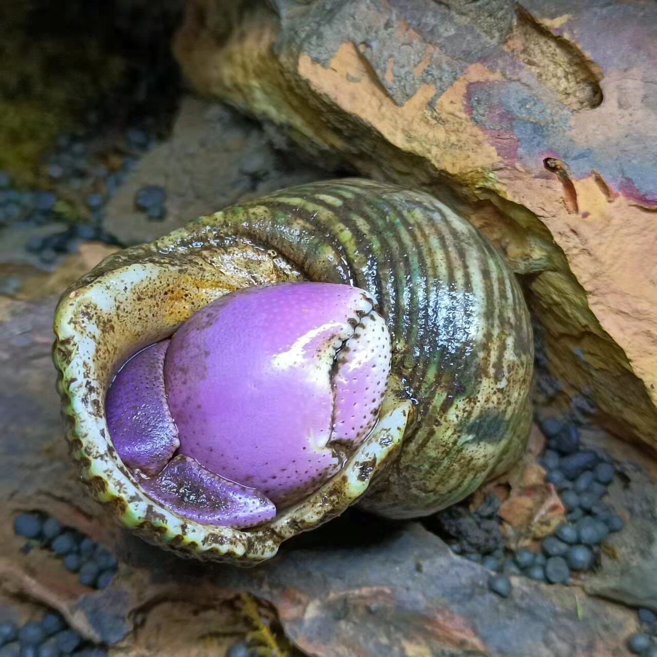 宠物寄居短腕活体螃蟹观赏淡水陆地灰白草莓蟹