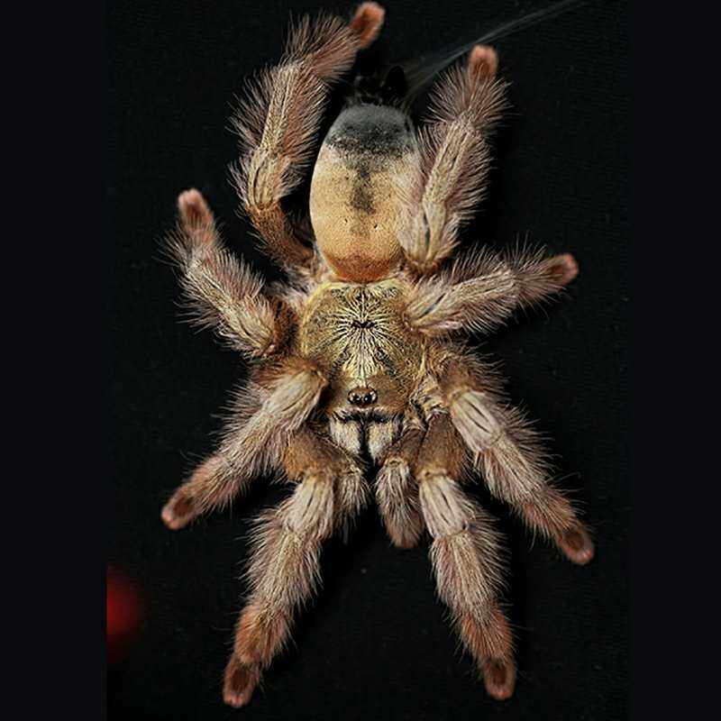 巴布巴拿马黄金金蜘蛛宠物蜘蛛智利火玫瑰多哥星团蜘蛛