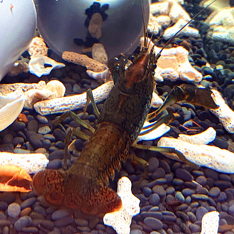 龙纹螯虾单性繁殖天空蓝魔虾佛罗里达人工淡水观赏小龙虾宠物活体