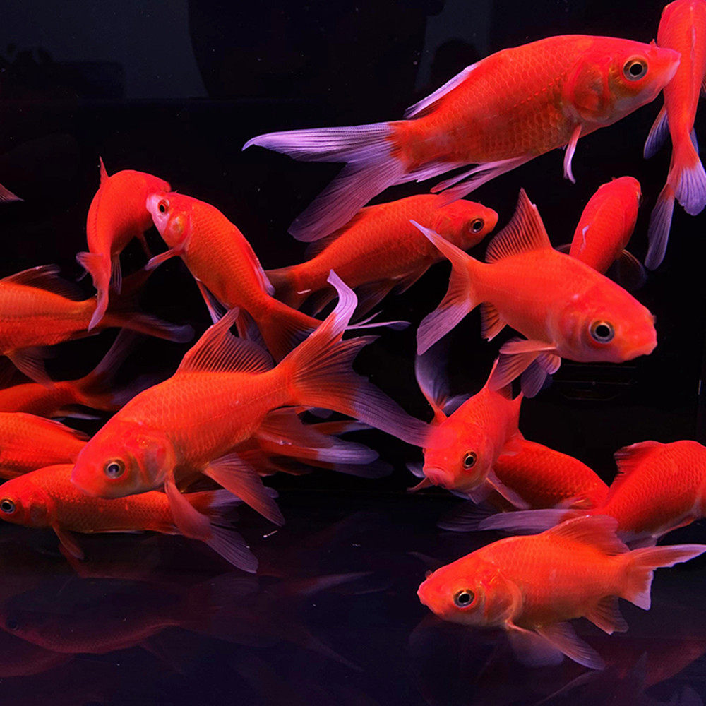 草金鱼活体观赏鱼冷水鱼锦鲤鱼苗淡水小型鱼红鲫鱼孔雀热带鱼灯科