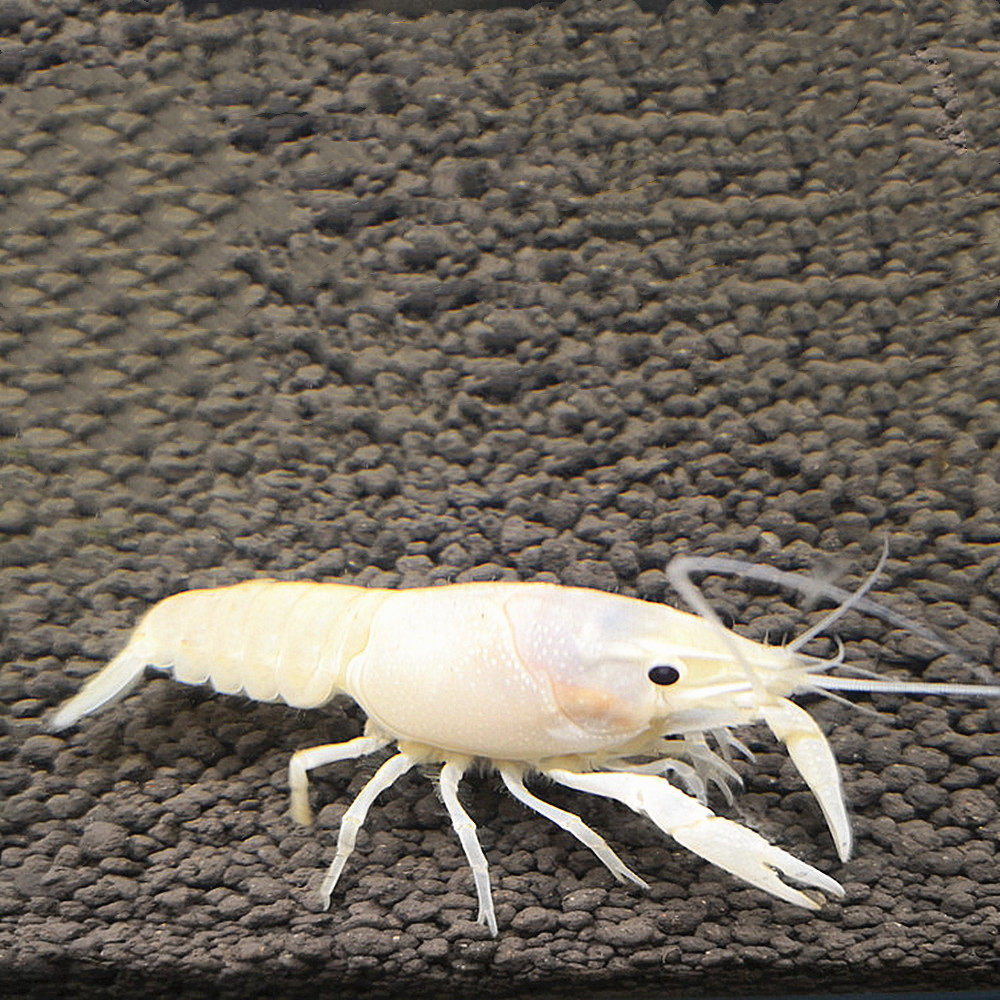 宠物白鳌虾观赏淡水活体冷水天空蓝魔虾草缸火山虾