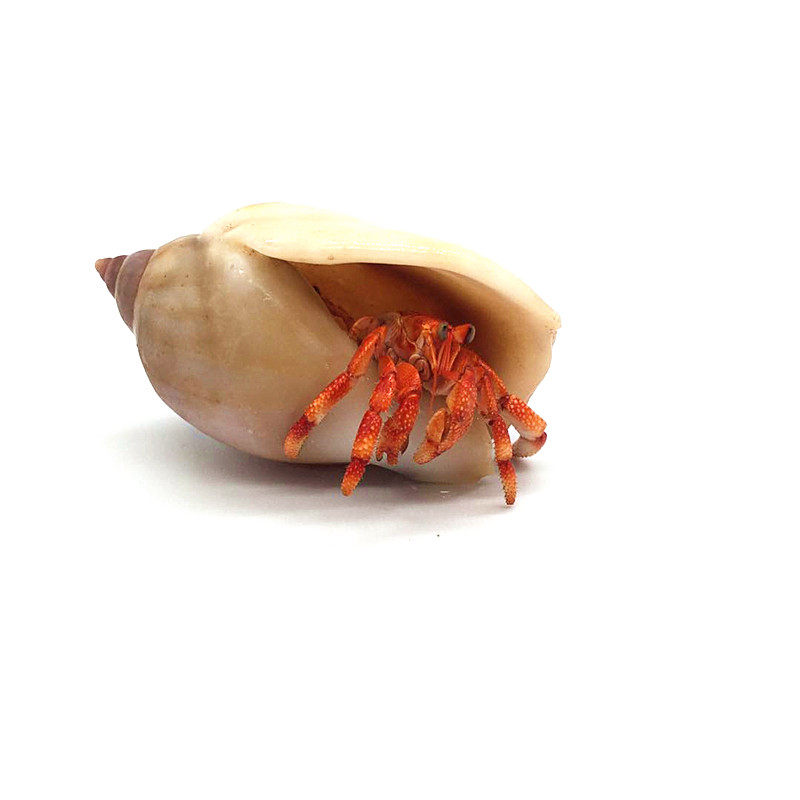 草莓寄居蟹迷你观赏蟹淡水攀爬活体螃蟹深水冷水短腕辣椒蟹相手蟹