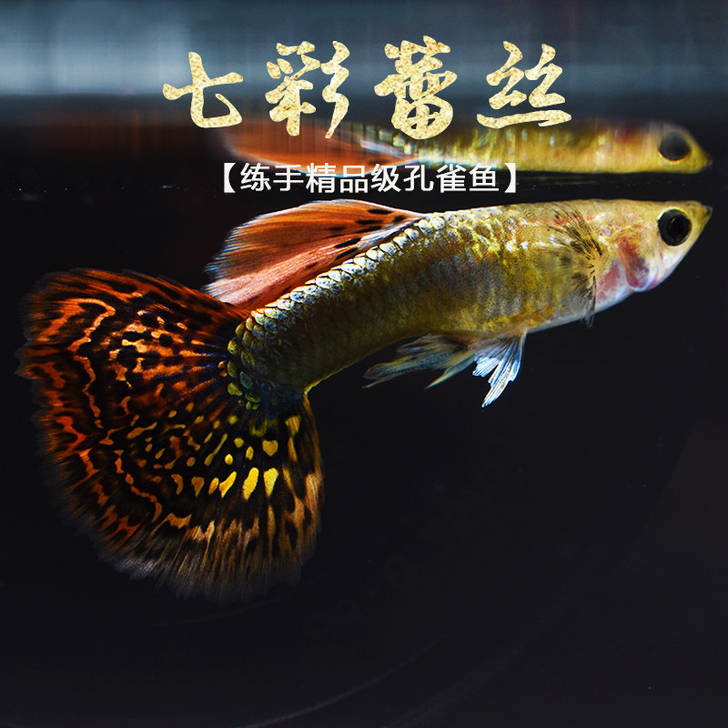 孔雀七彩蕾丝练手级热带小型观赏鱼小鱼活体鱼
