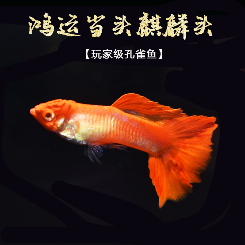 孔雀活体鸿运当头红头转运热带鱼观赏鱼精品品种纯种鱼