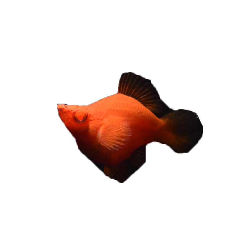 红剑球鱼红箭球体鱼高鳍红剑鱼苗小型热带观赏鱼鱼