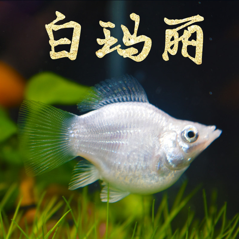 玛丽胎生活体球型金球银球黑球包邮鱼