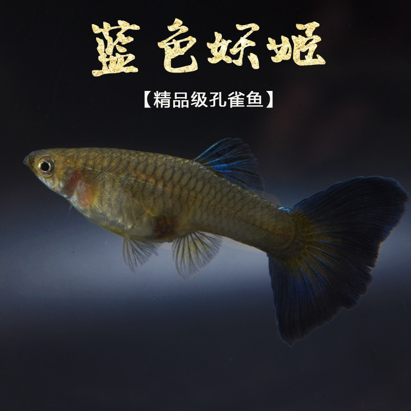 蓝色妖姬纯种孔雀胎生活体热带观赏观赏鱼鱼缸精品鱼