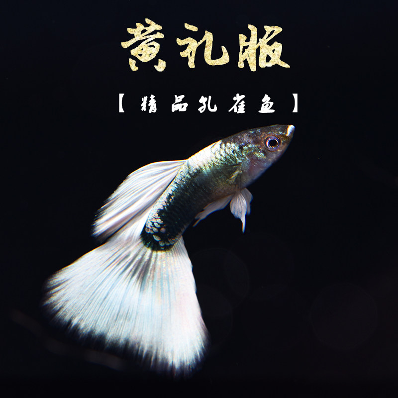 礼服黄礼服怀孕活体胎生小型德系白小型象牙孔雀鱼