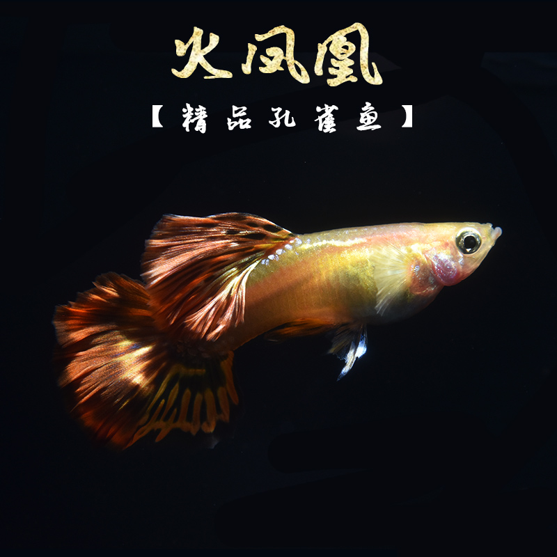孔雀活体火凤凰免邮公母一对纯种鱼红鱼