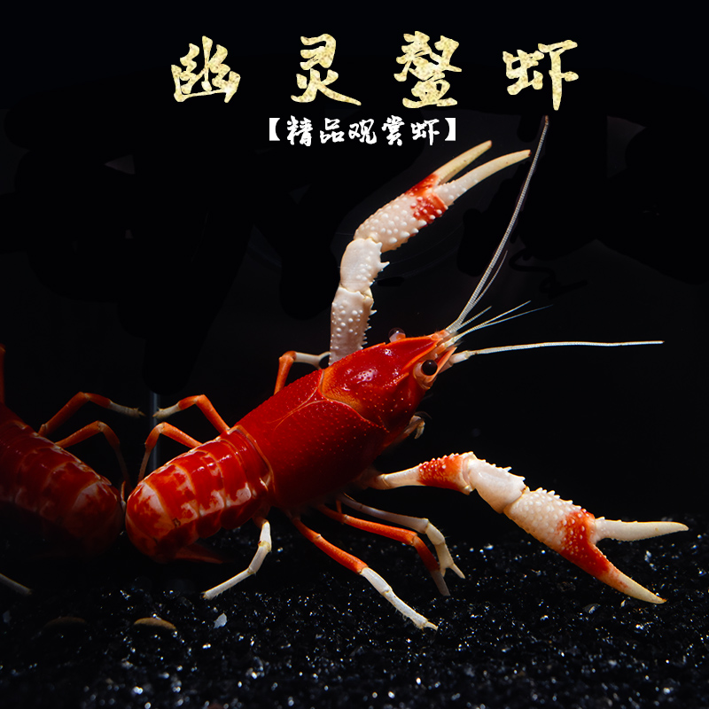 幽灵观赏虾鳌活体水族淡水小龙虾三色宠物鳌虾虾
