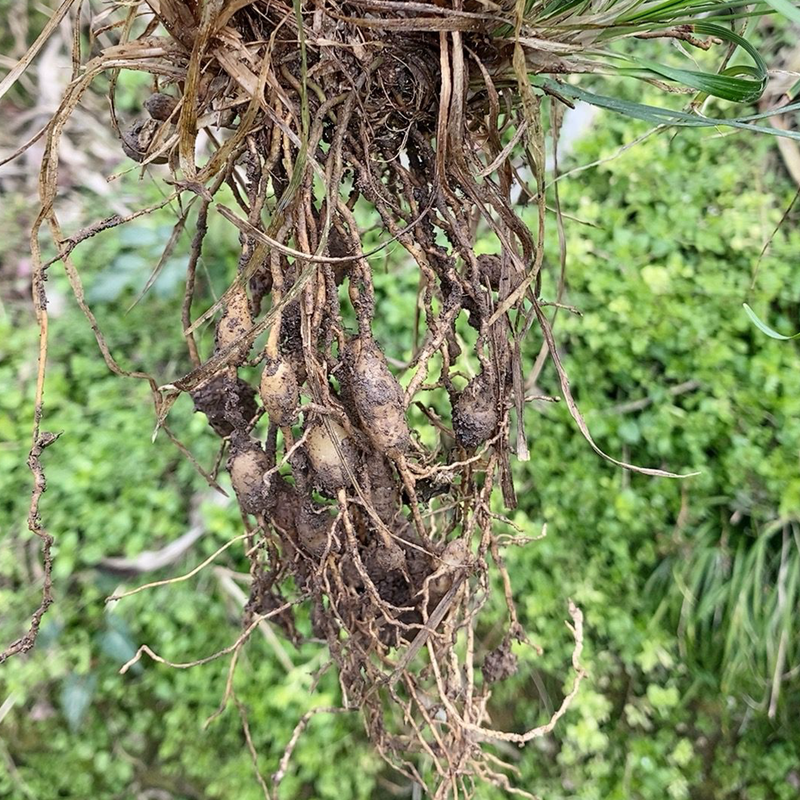 野生麦冬500g罐装正宗贵州高山药材可配南沙麦冬