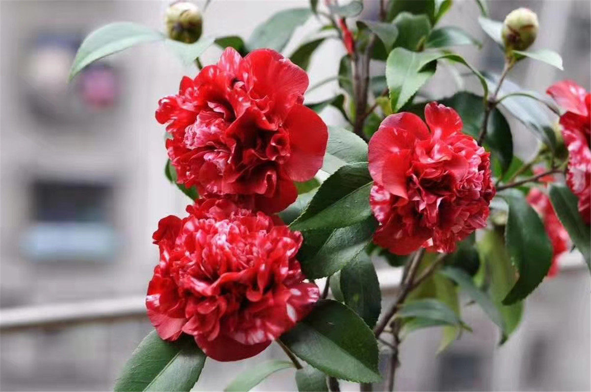 午夜茶花魔幻飘花黑红红色新品种盆栽龙岩花苗绿植