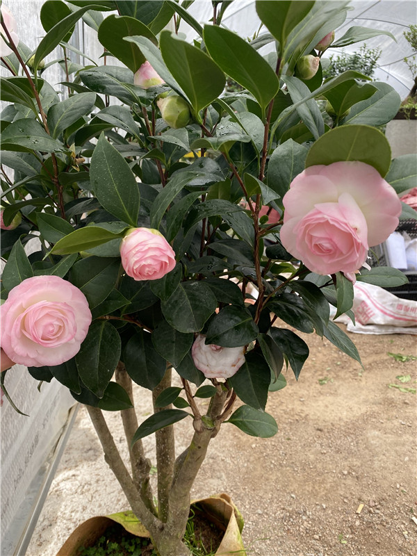 康寿桃美琳达茶花少有新品种山茶精品绿植花卉盆栽阳台植山茶包邮