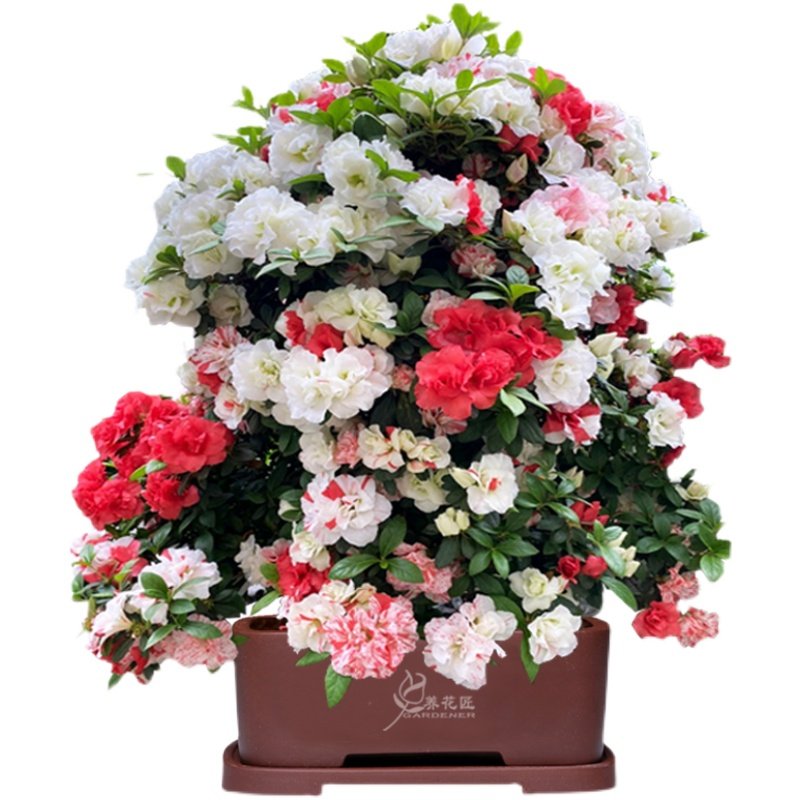 玉玲皋月杜鹃稀有名贵品种老桩盆景花卉盆栽花卉